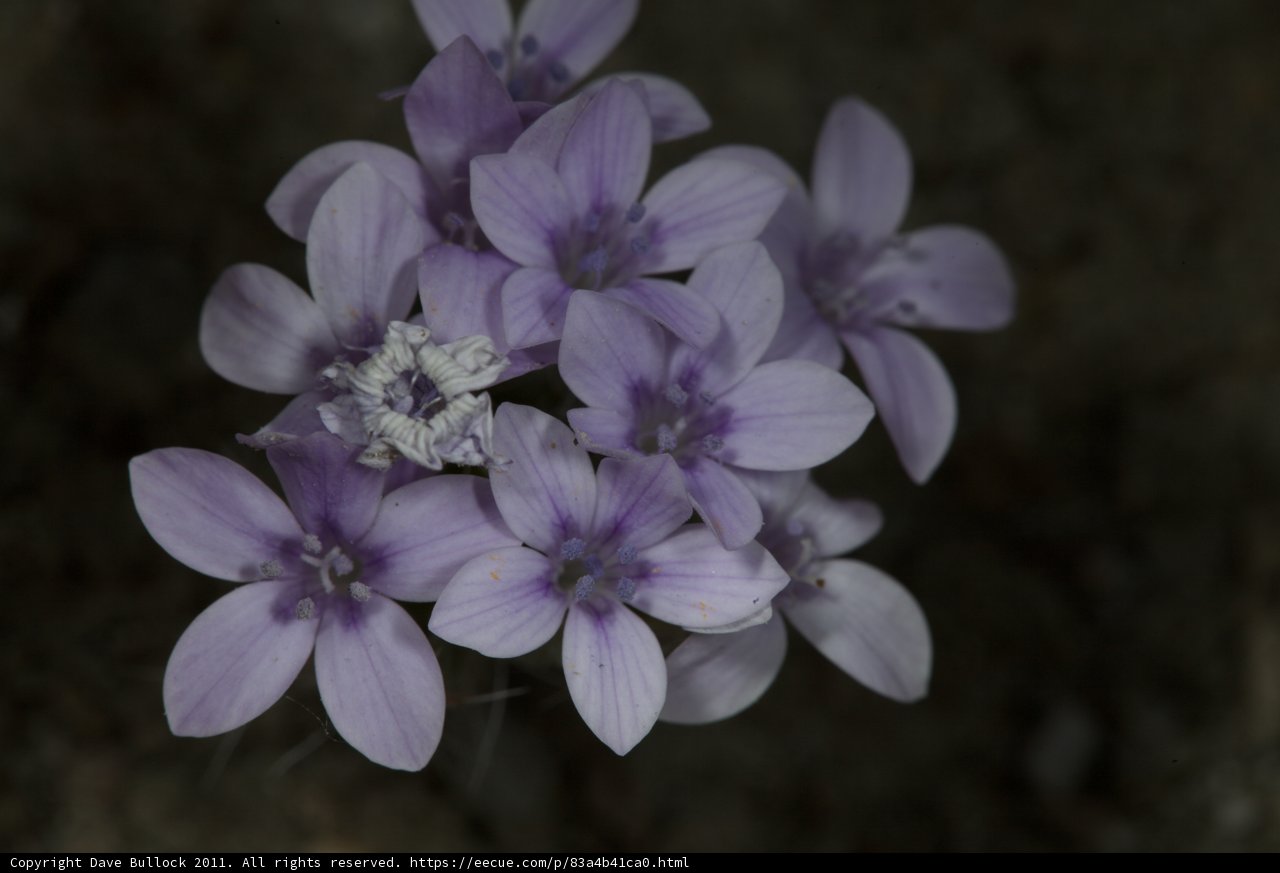Purple Geraniums