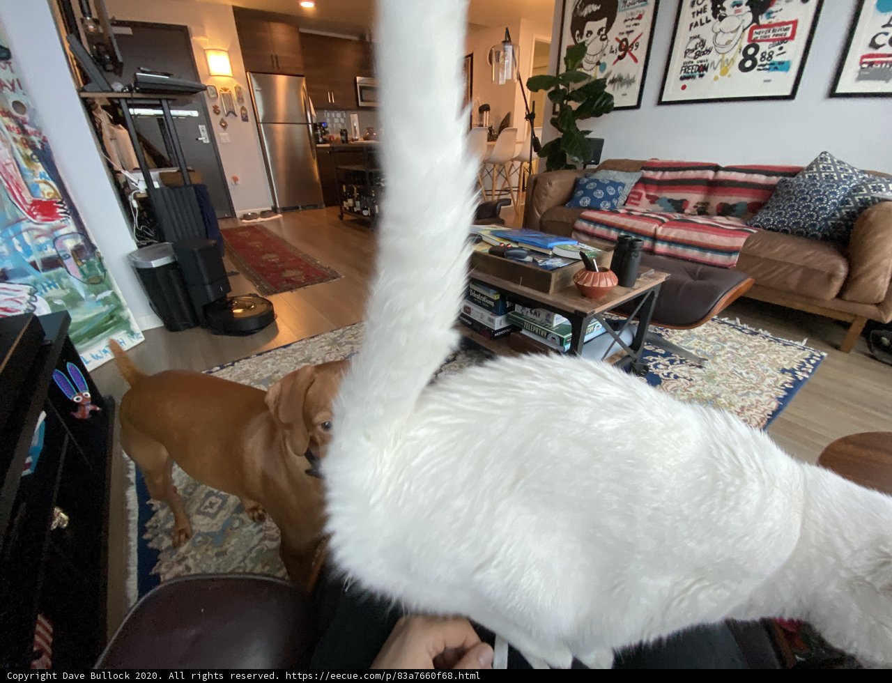 White Cat Takes Over Living Room Lap