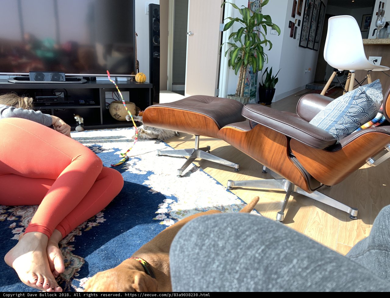 Cozy Afternoon with Furry Companion