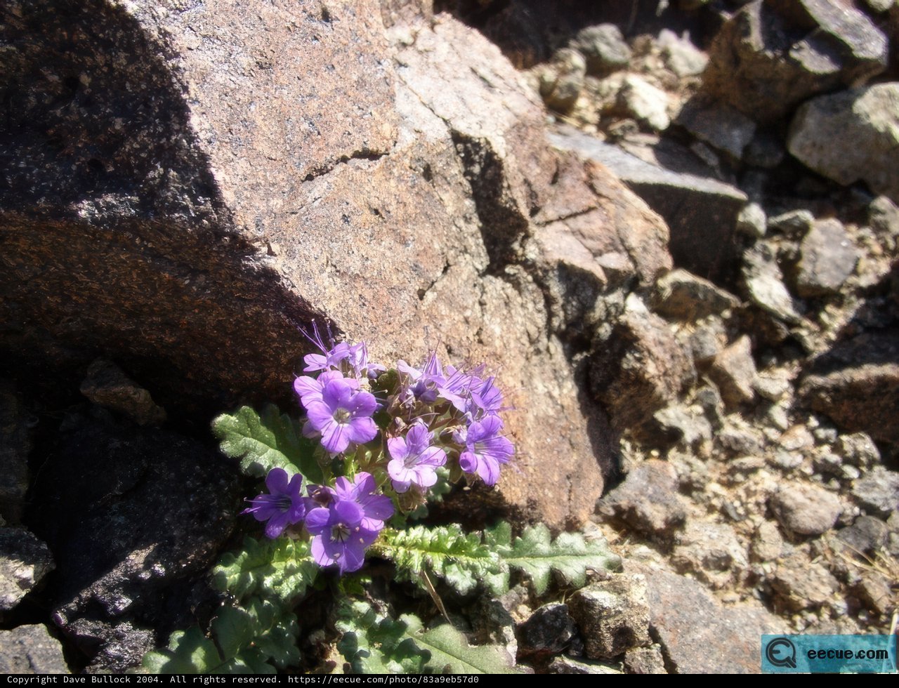 Purple Flower Emerging Beautifully from Rocky Terrain