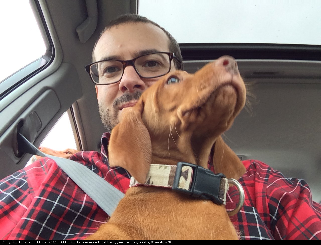 Cruisin' with My Canine Companion