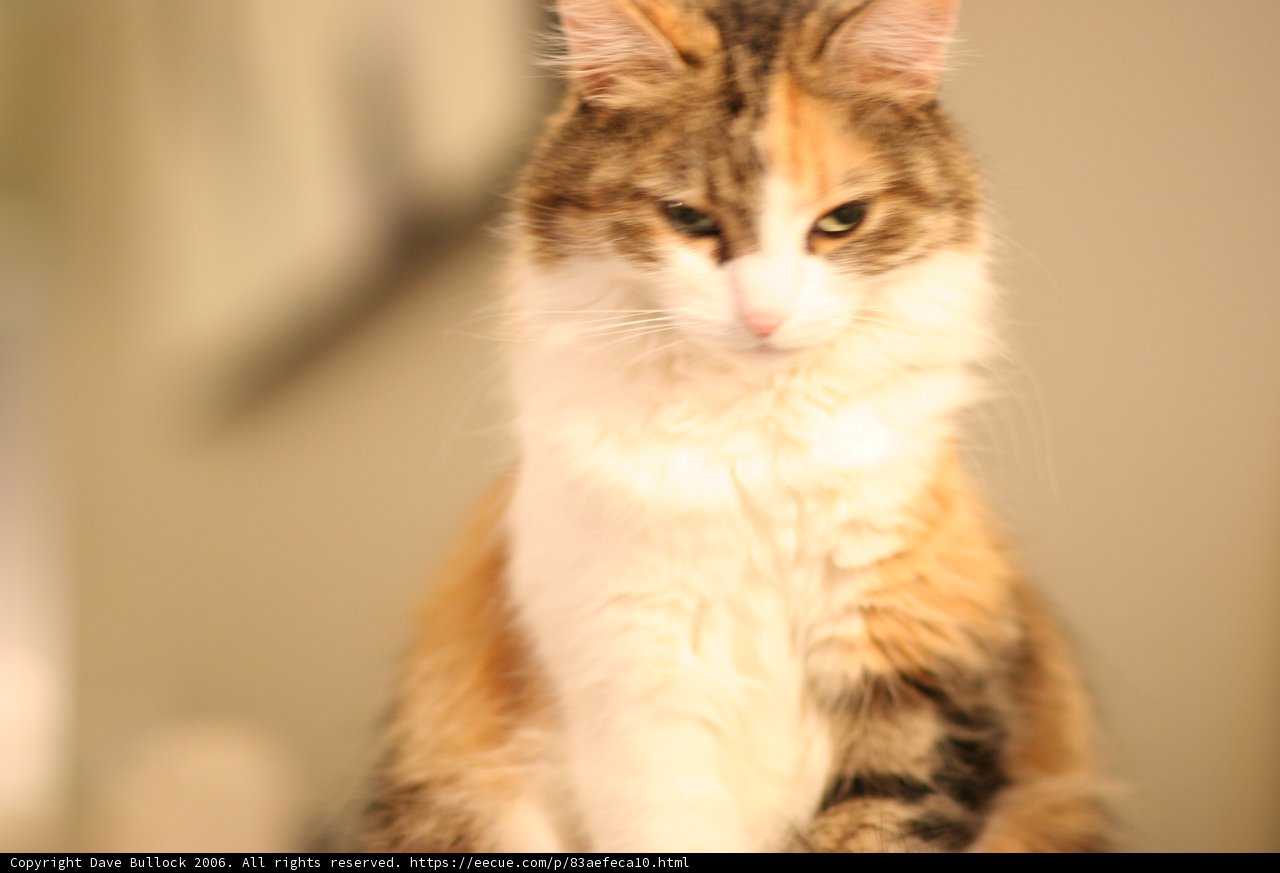 Feline Elegance