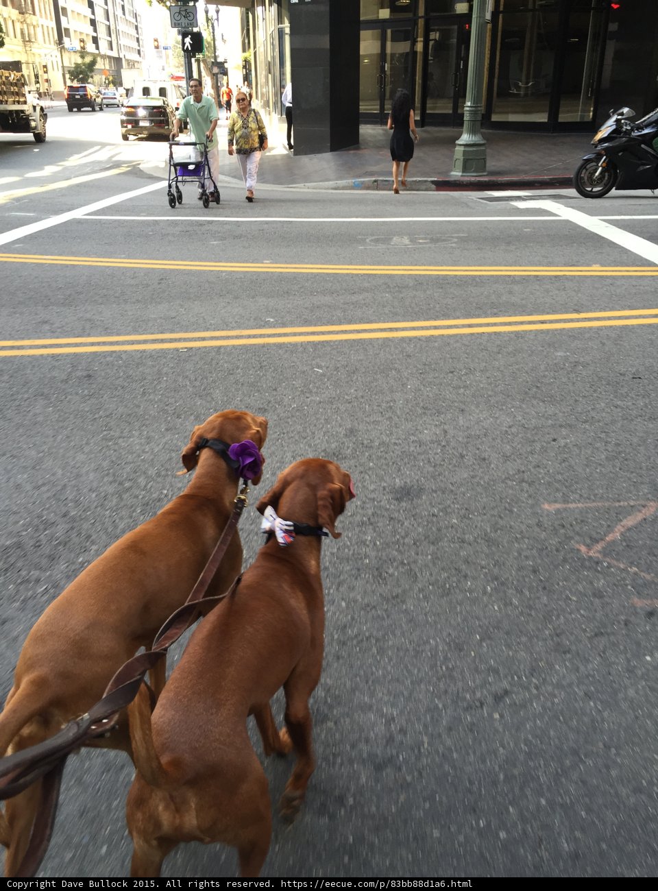 Two Dogs on a Tarmac Road