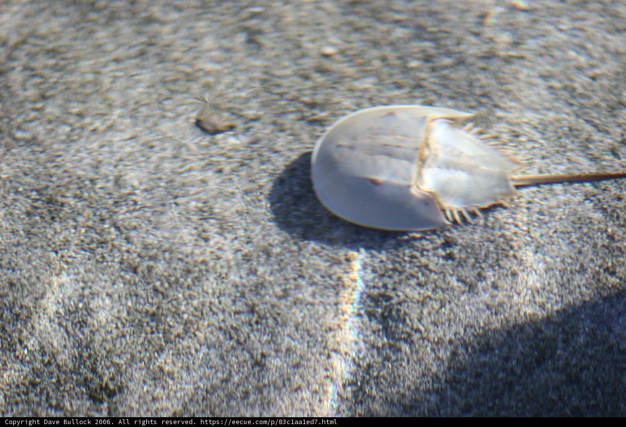 Tranquil Jellyfish