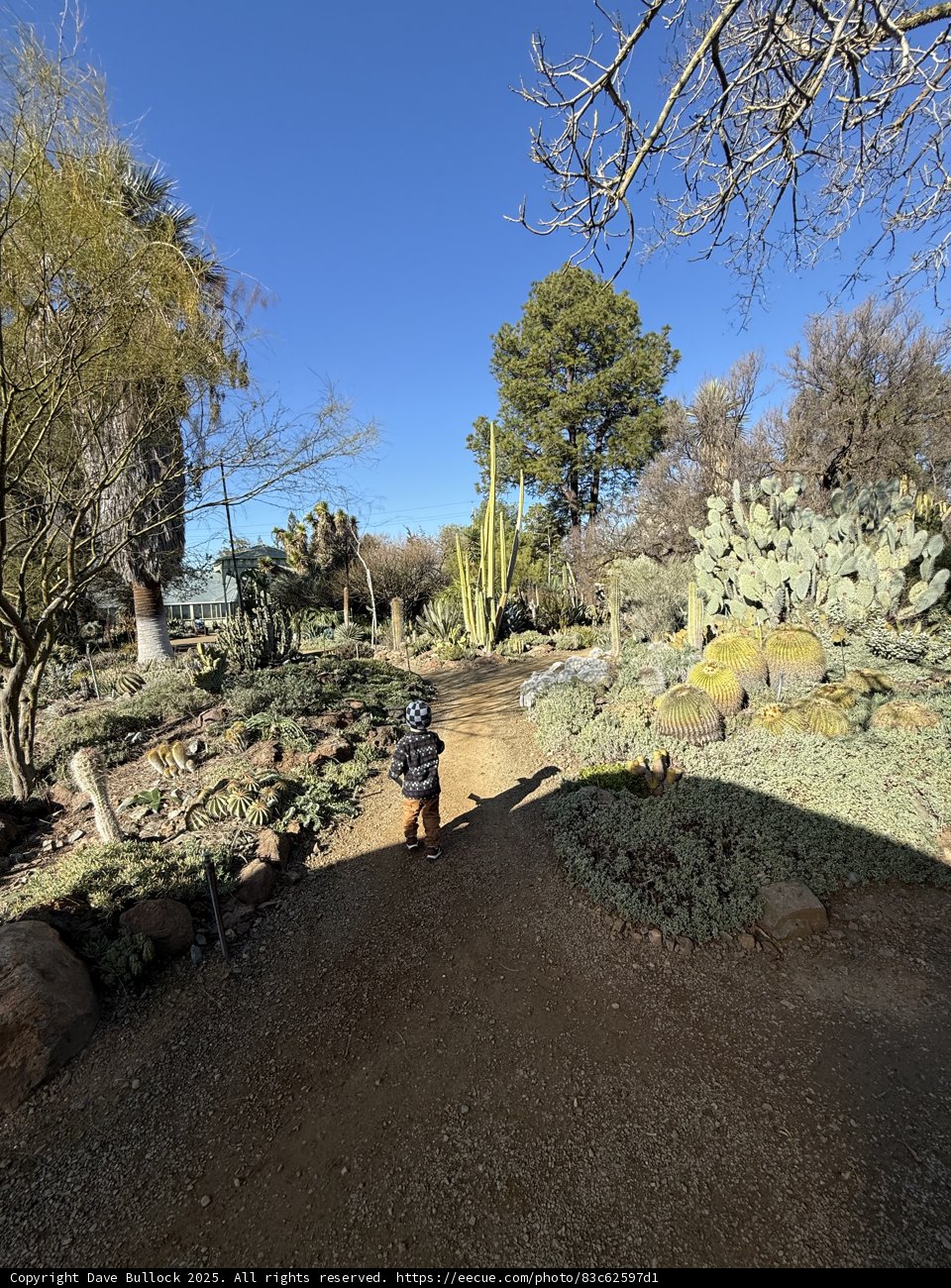 Wandering Through the Desert Oasis