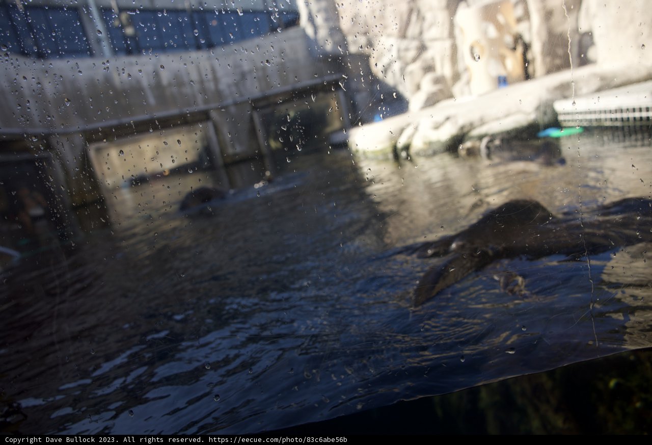 The Aquatic Ballet of a Penguin in Monterey
