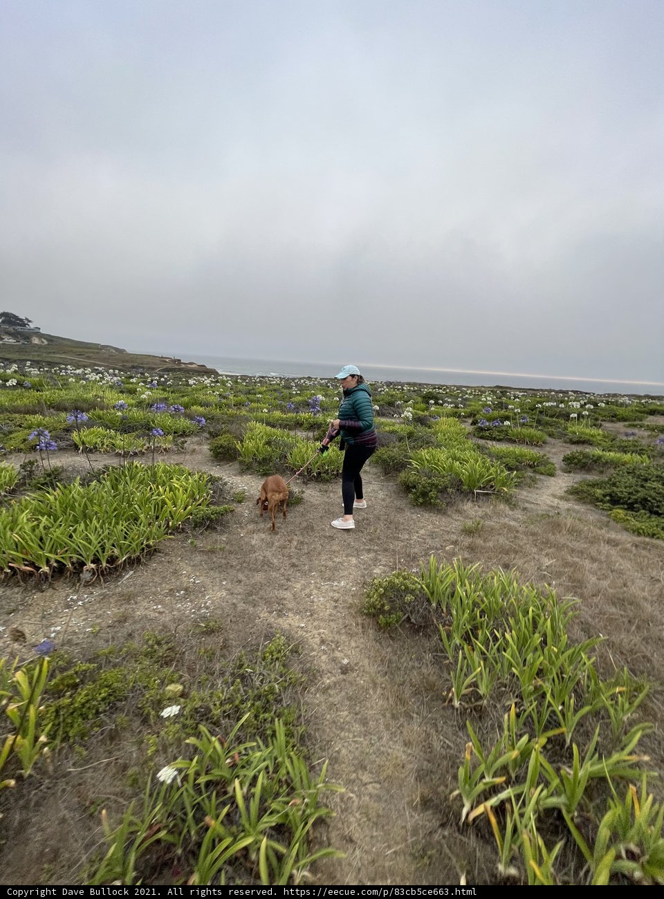 A Leisurely Stroll on the Beach with My Pup