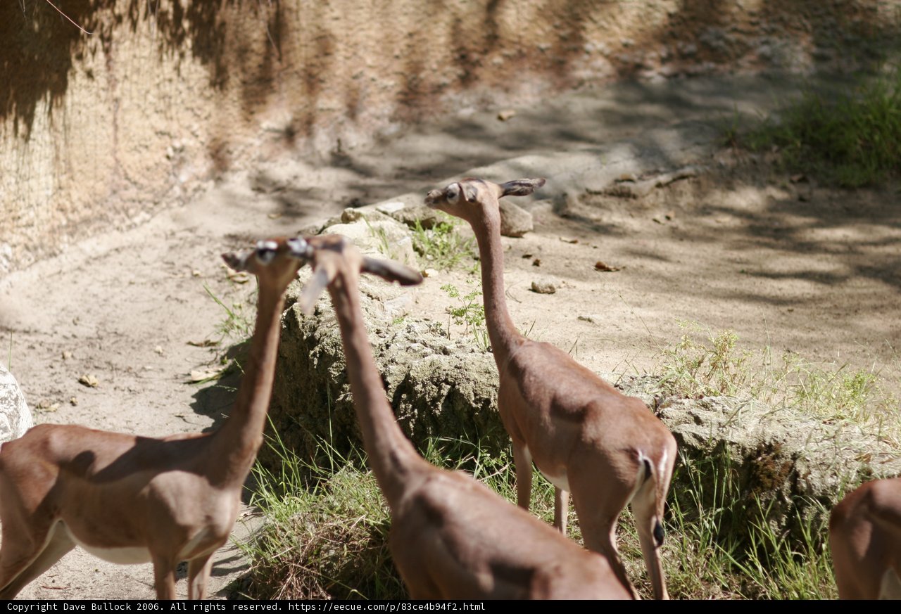 A Herd of Graceful Gazelles