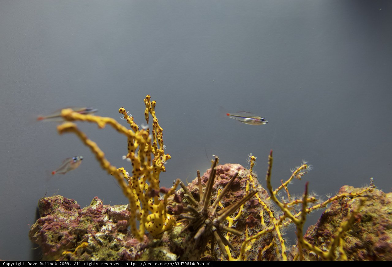 Serene Sea Life