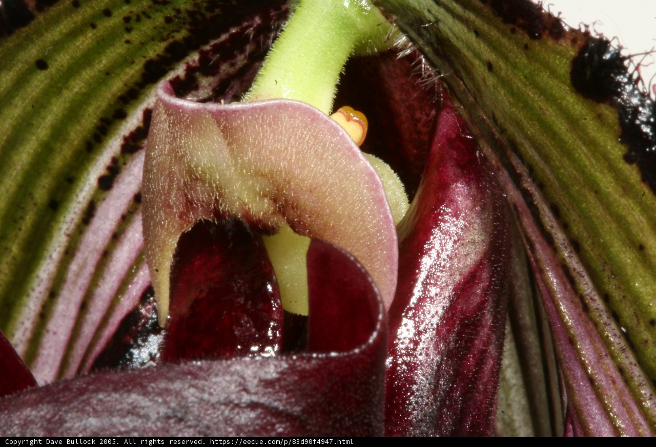Beautiful Orchid Blossom