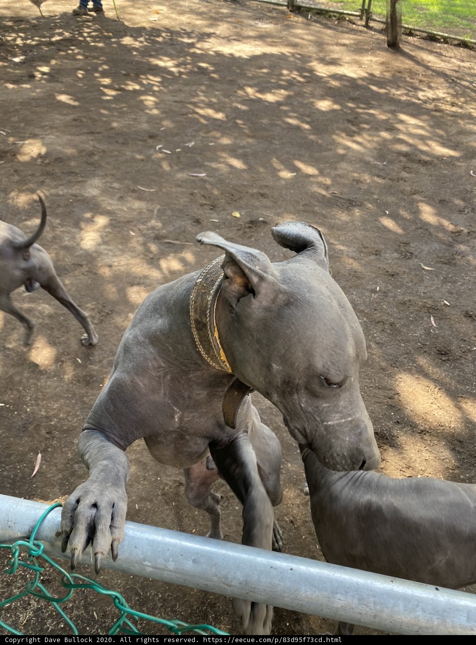 Grey Dog on Fence at Xochimilco Zoo