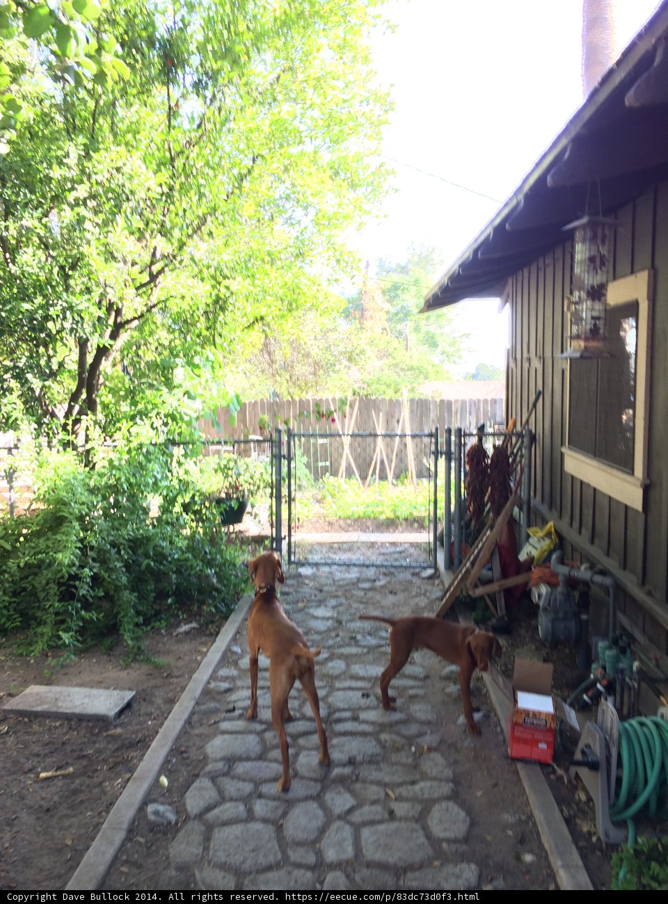 Two Canine Companions in a Picturesque Garden Setting