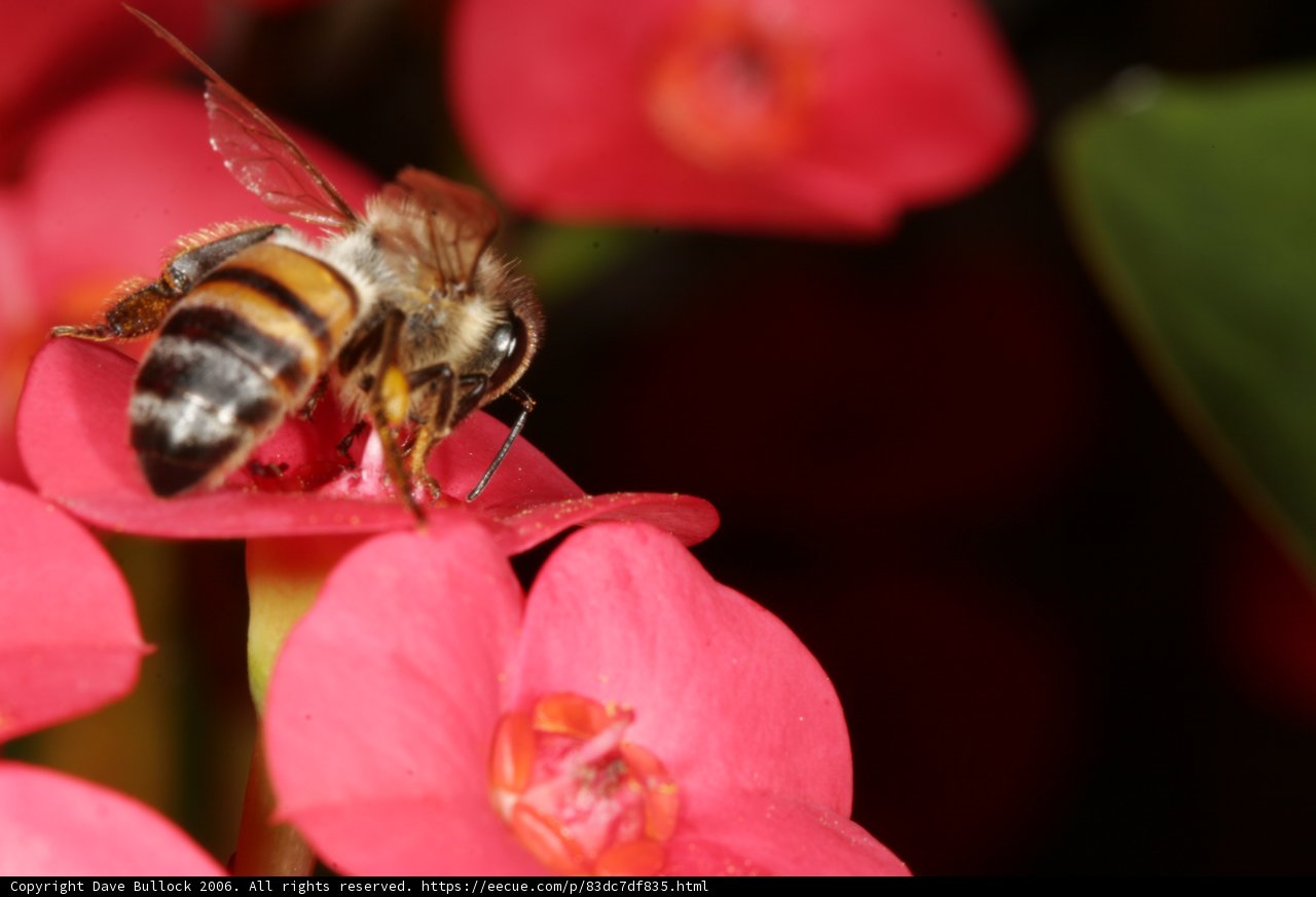 Striped Insect on a Geranium Flower