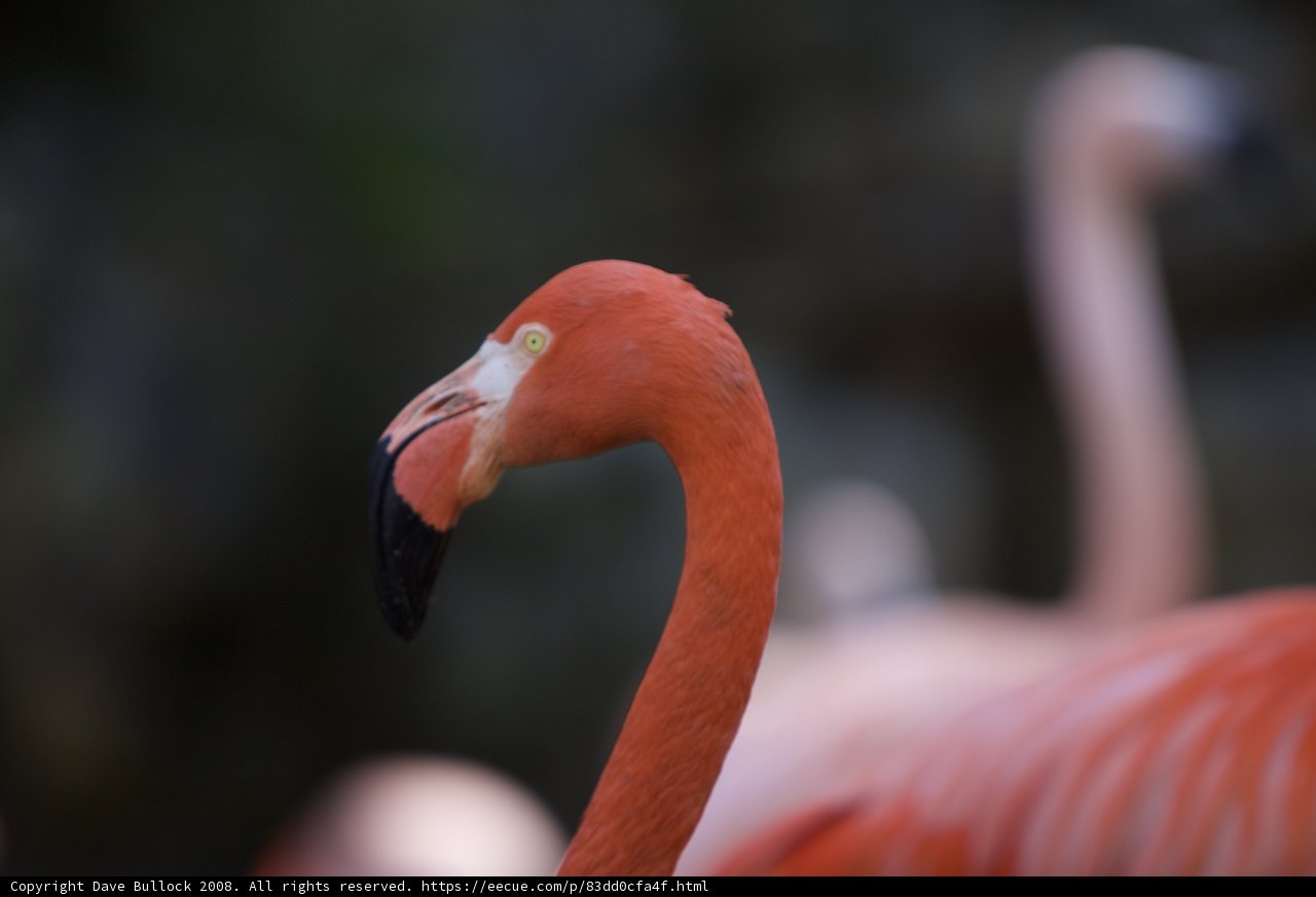 Majestic Flamingo Close-Up