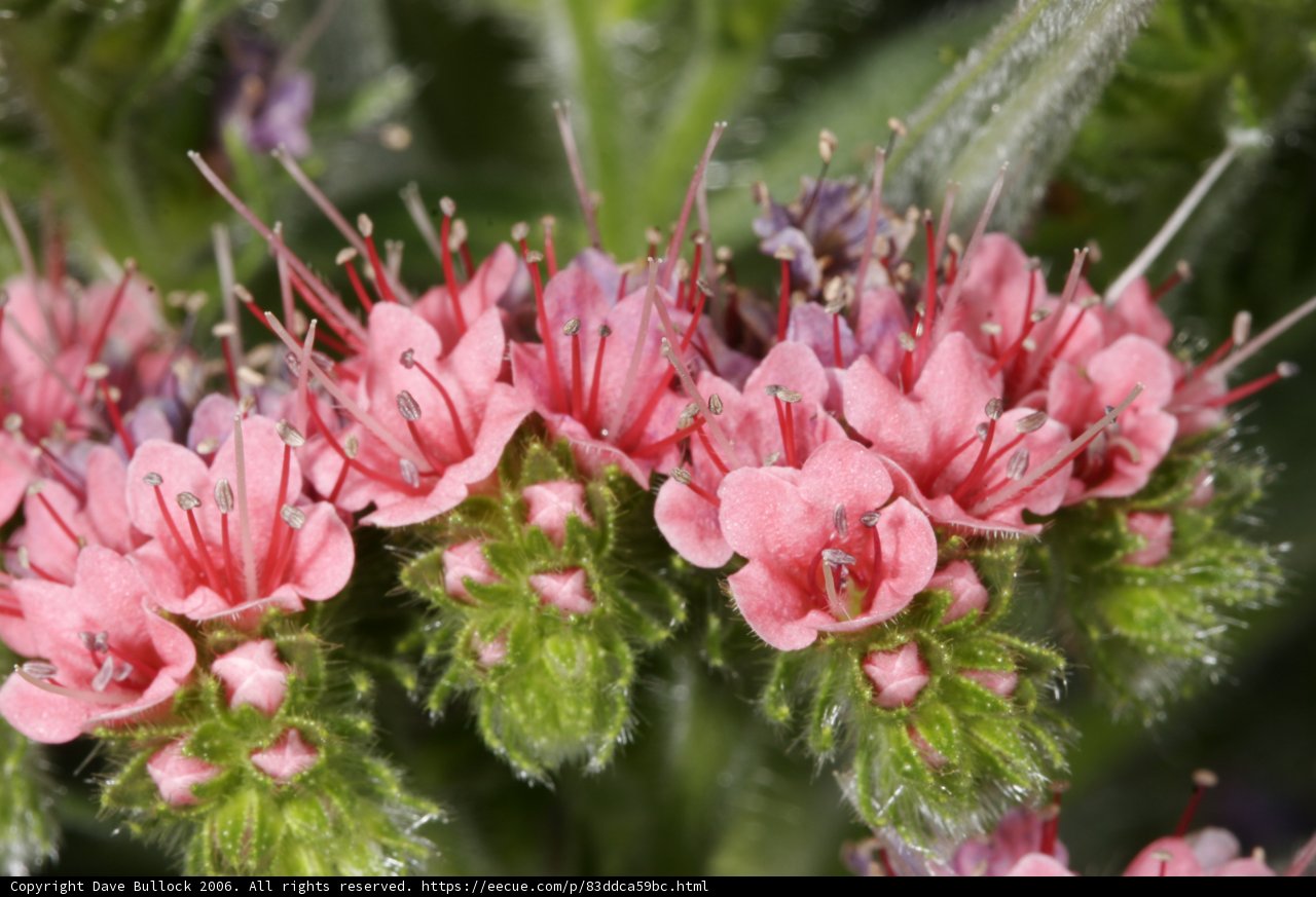 Pink Beauties in the Garden