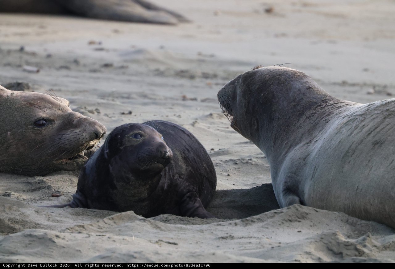 Elephant Seal Social Interaction at Drakes Beach
