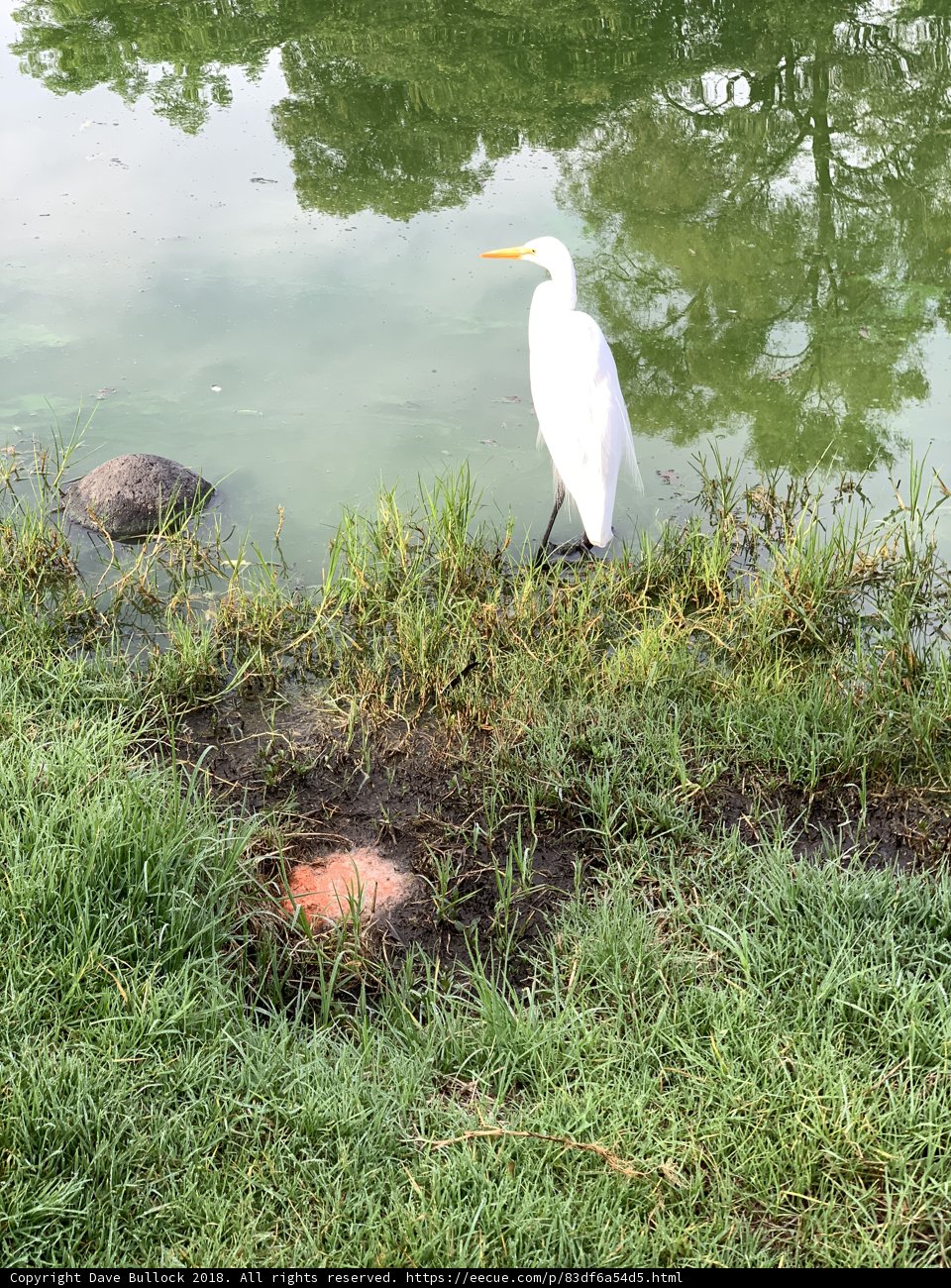 Serene Egret by the Pond