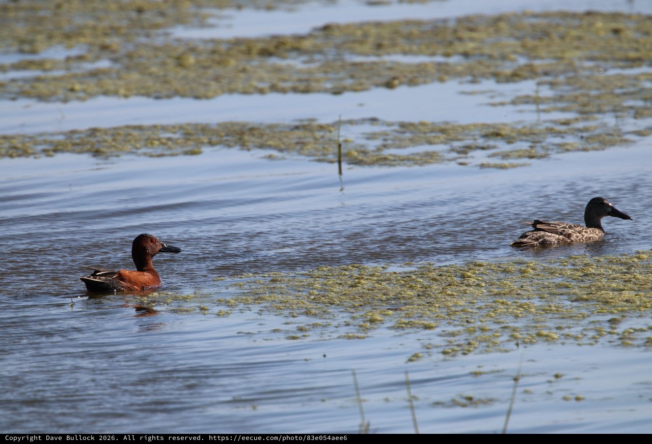 Cinnamon Teal Pair Swimming in Wetland Habitat