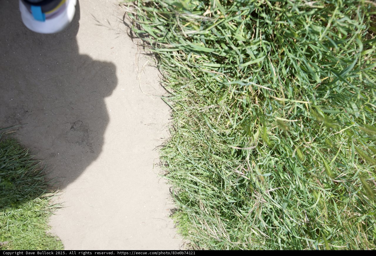 Strolling Through Nature's Path
