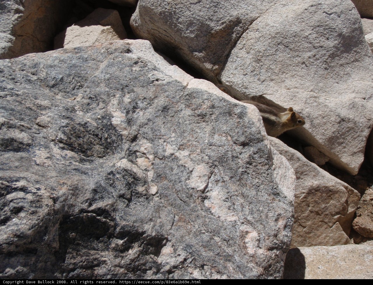 The Rock-Sitting Animal