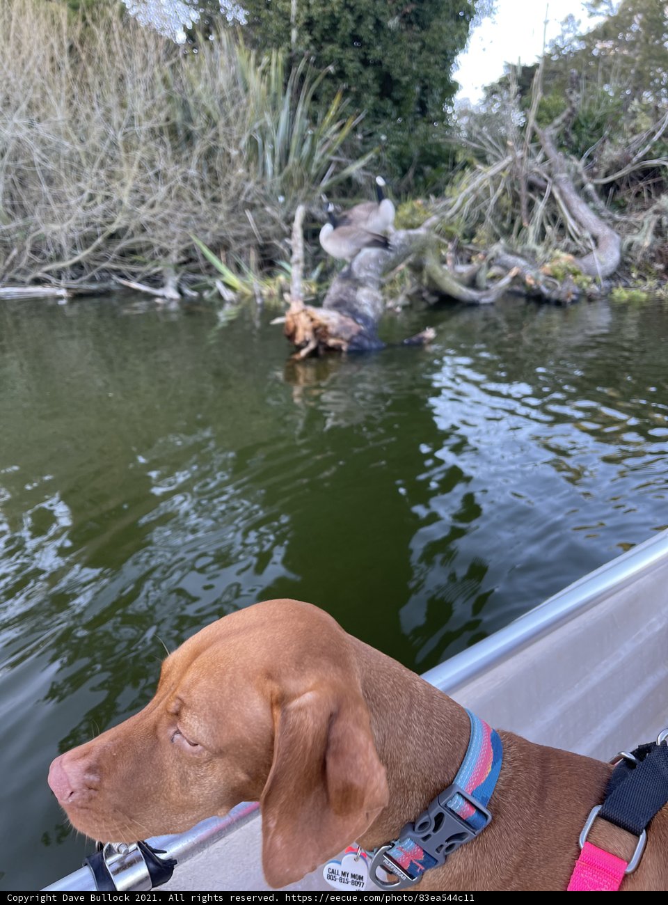 Canine Contemplation by the Stow Lake