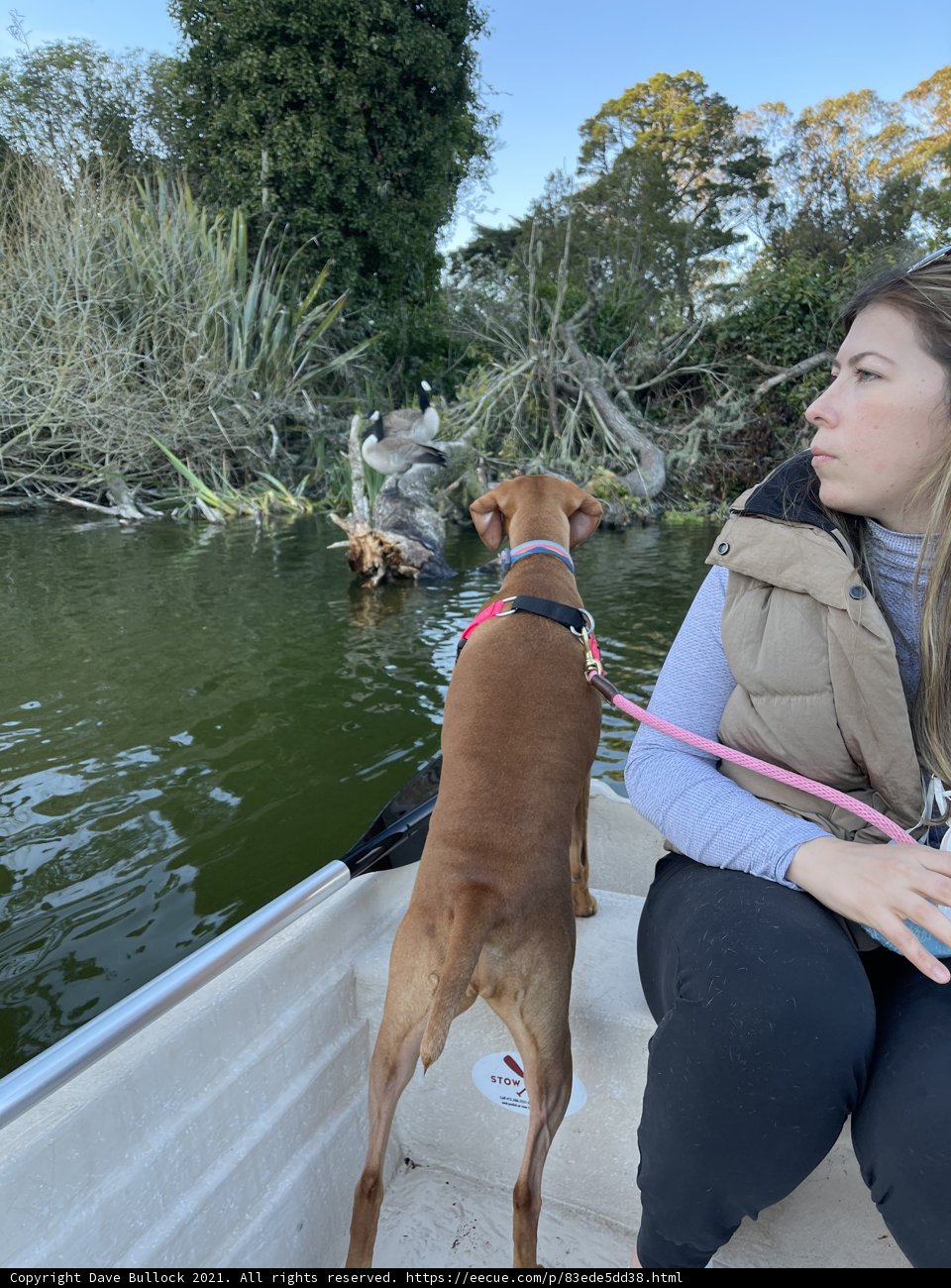 A Woman and Her Canine Companion in Stow Lake