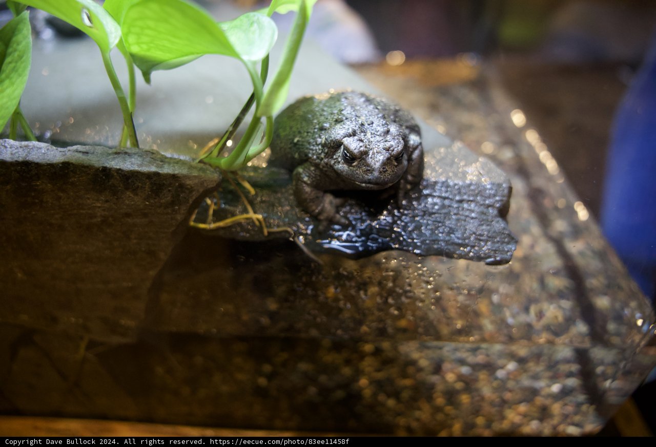 A Serene Repose: Capturing the Quiet Dwellings of the Amphibian Kingdom