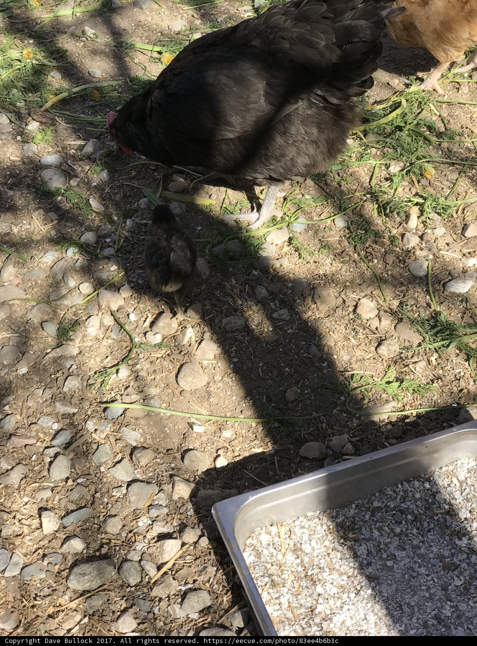 Chickens on the Road