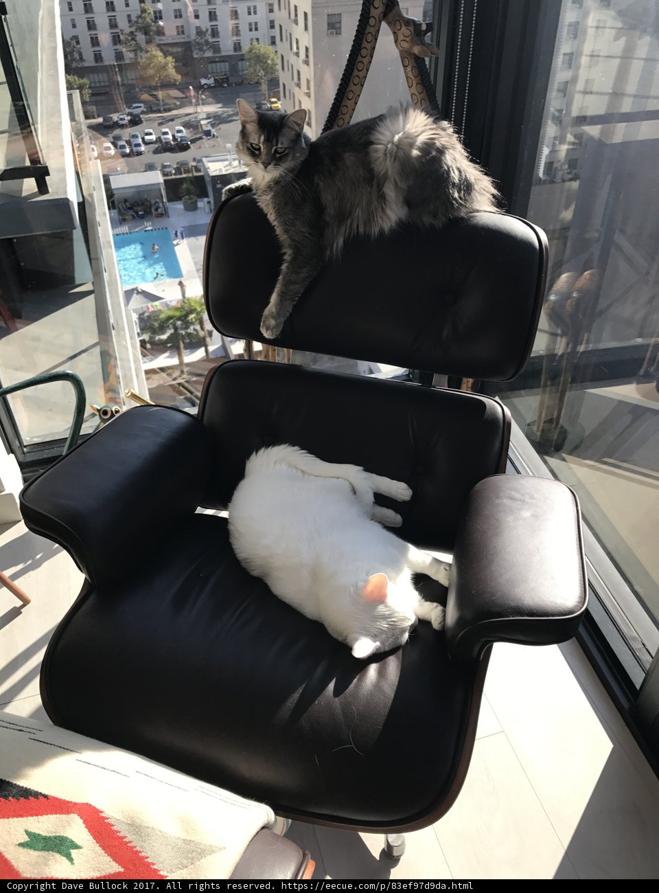 Feline Lounge