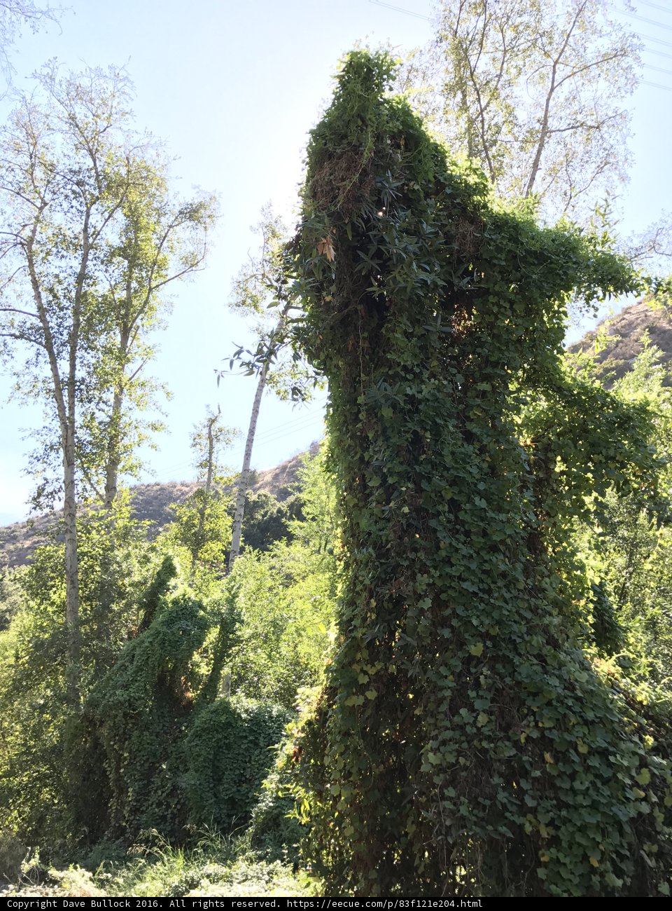 Ivy-Covered Stallion