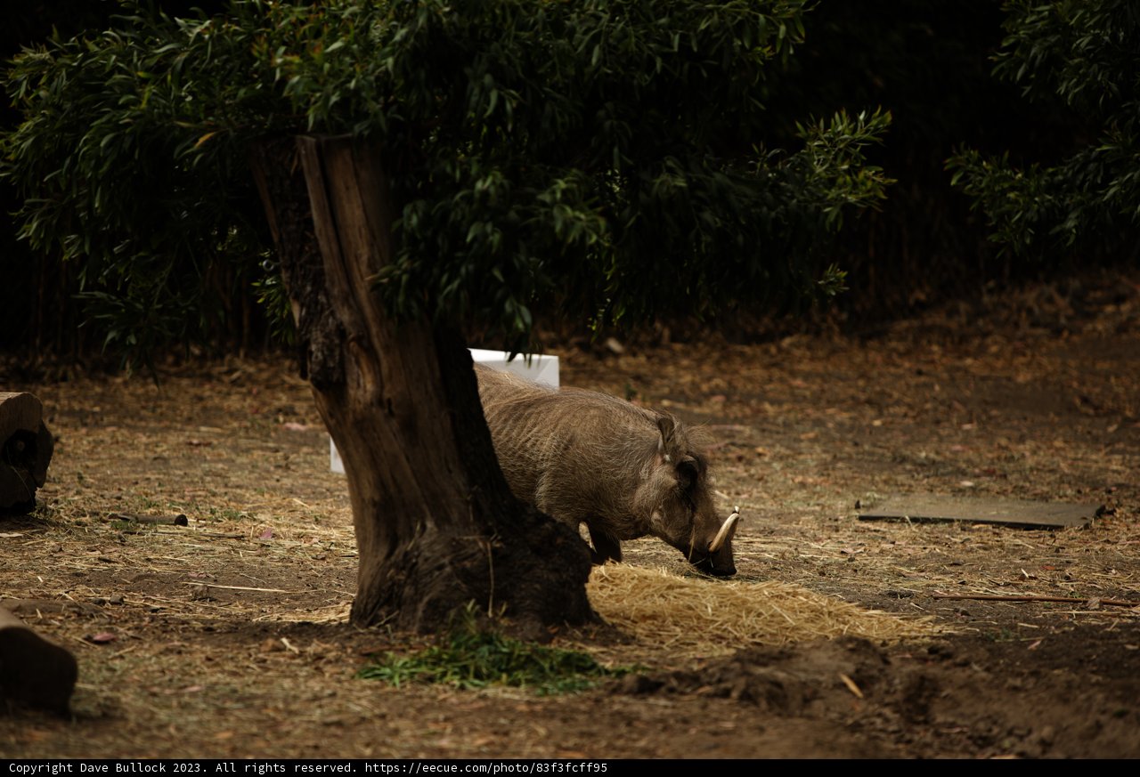 Majestic Rhino at a Luncheon