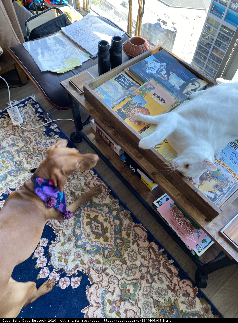 Furry Friends on the Rug