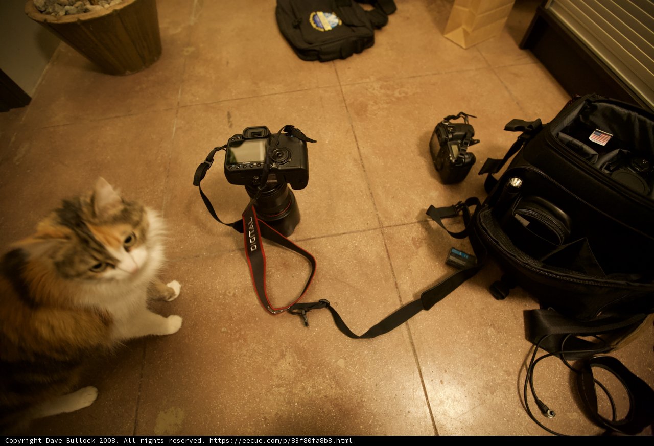 Feline Companion on USC Tour