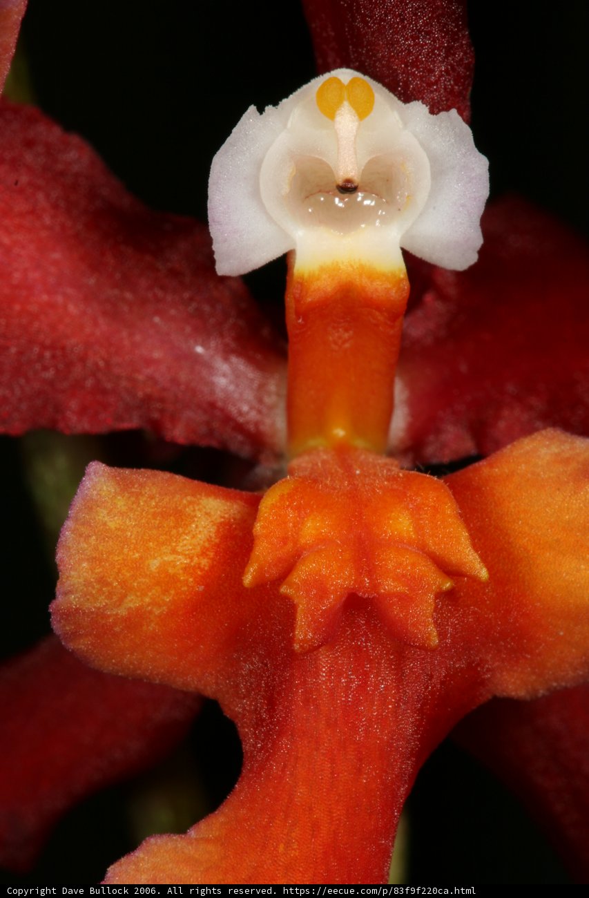 The Face of the Red Orchid
