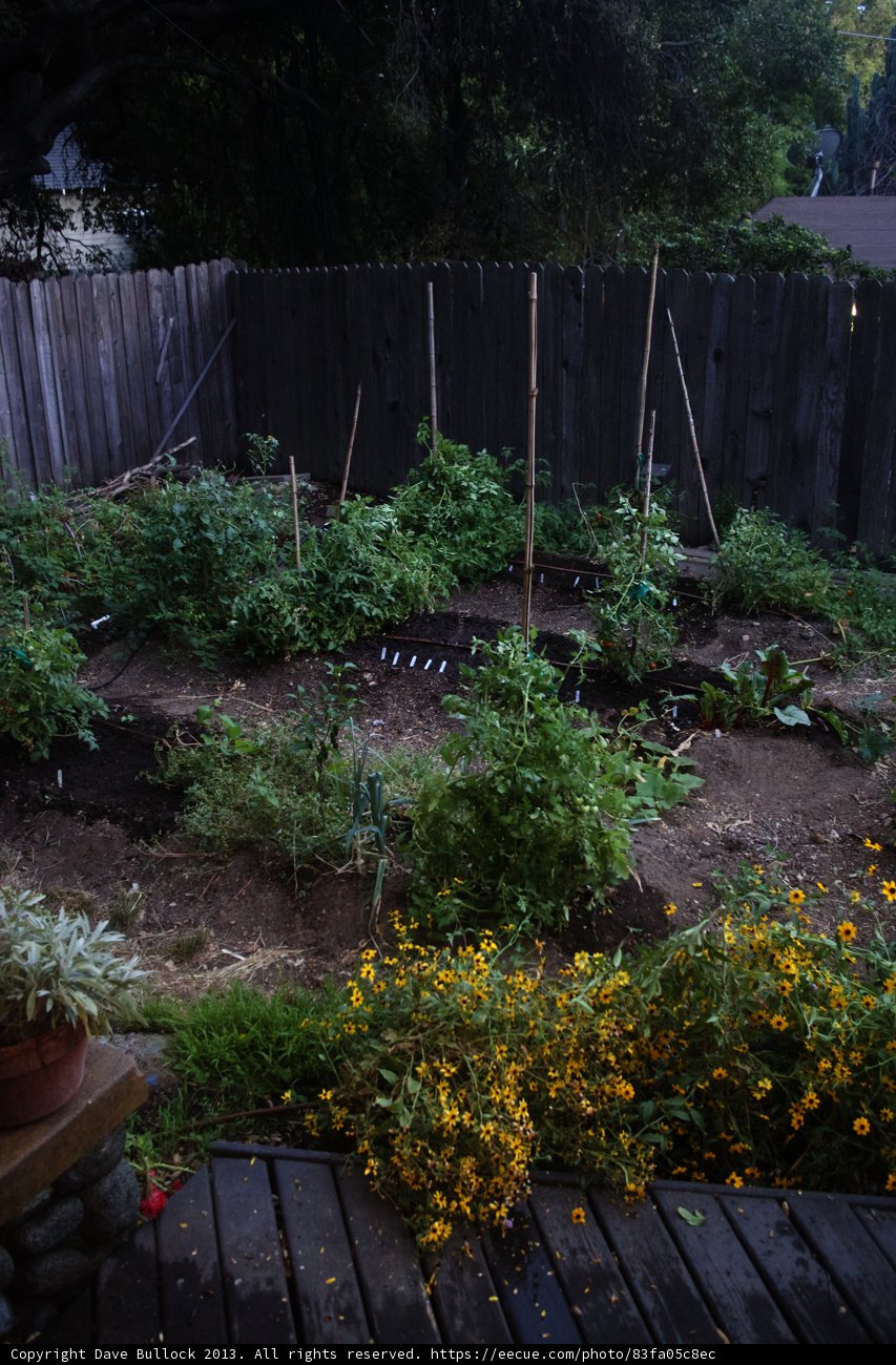 Serene Backyard Garden