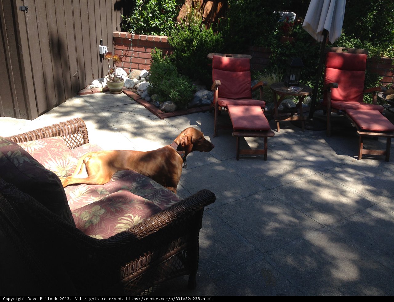 Relaxing on the Backyard Couch