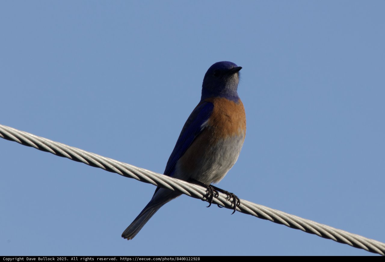 Perched in Serenity