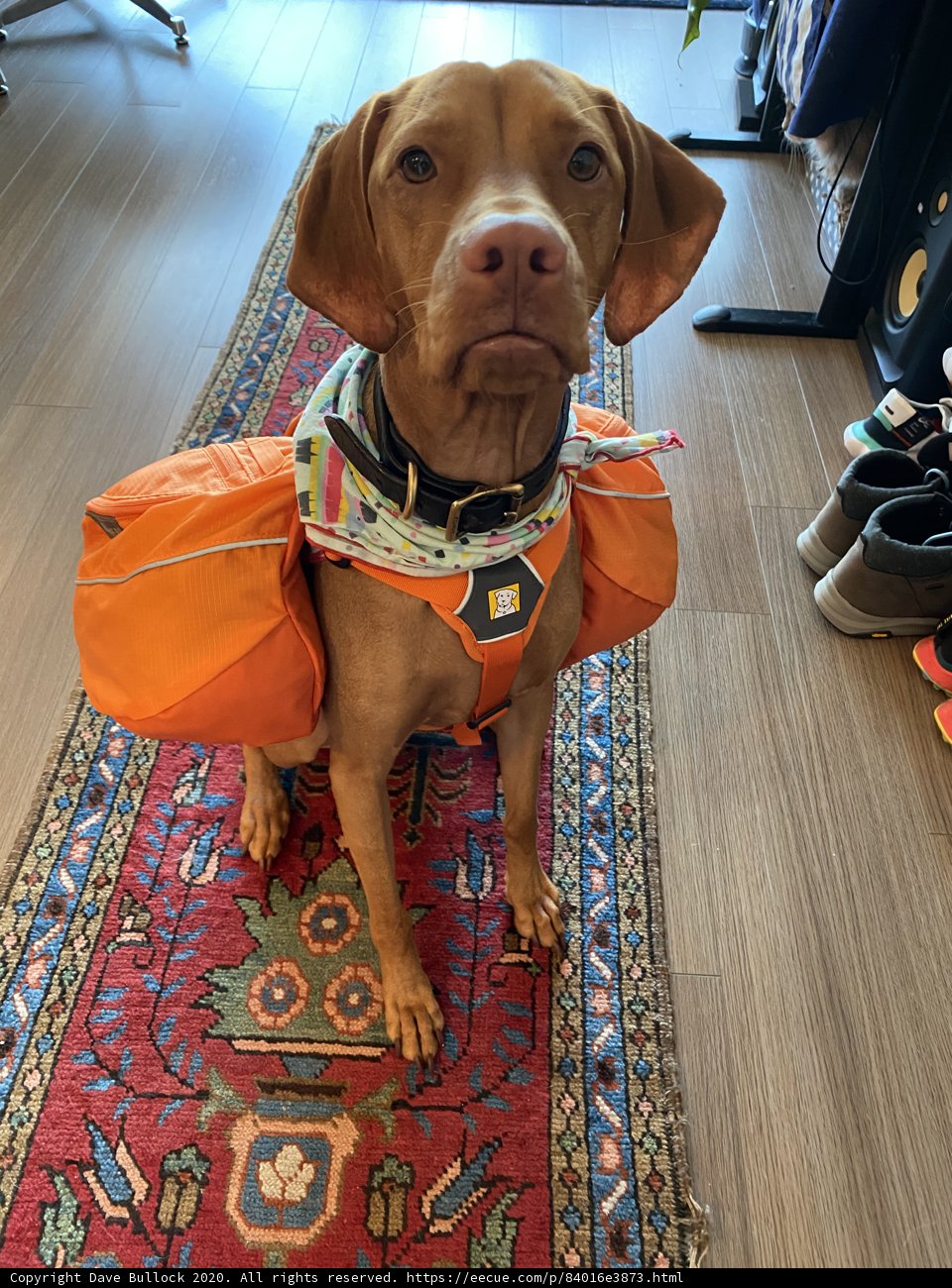 Stylish Pups on the Go
