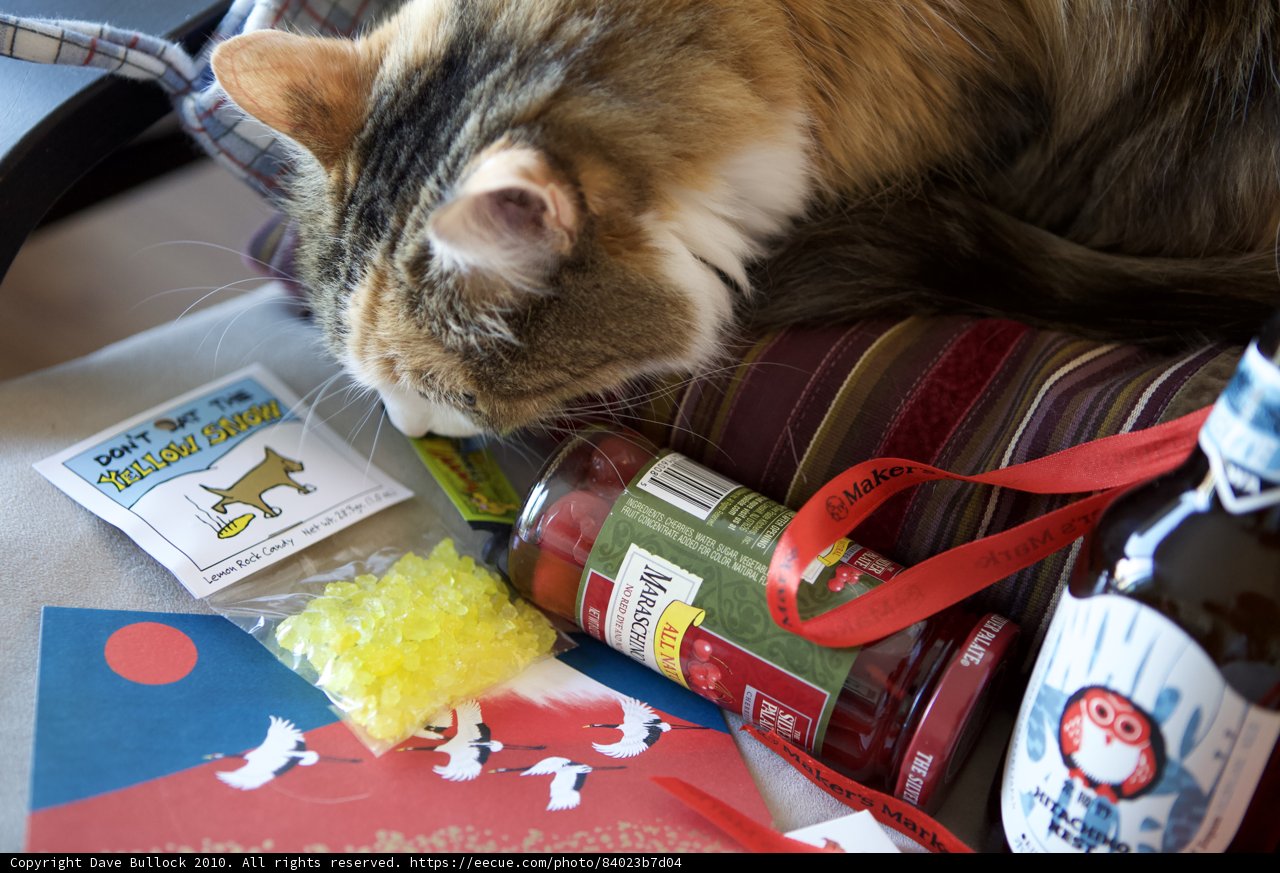 Curious Cat Investigates Holiday Drink