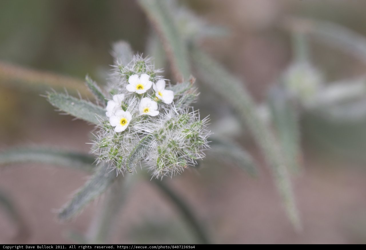 Delicate Geranium in Winter