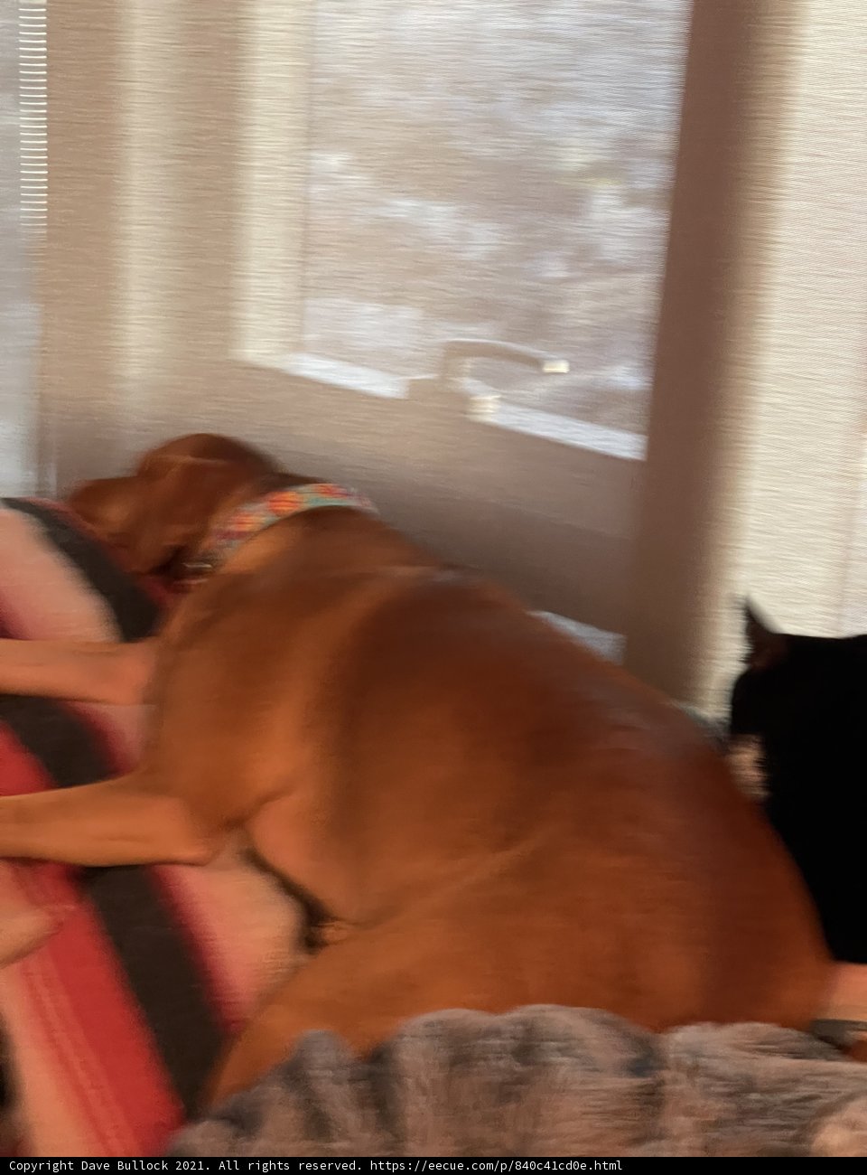 Furry Friends Catching Some Z's