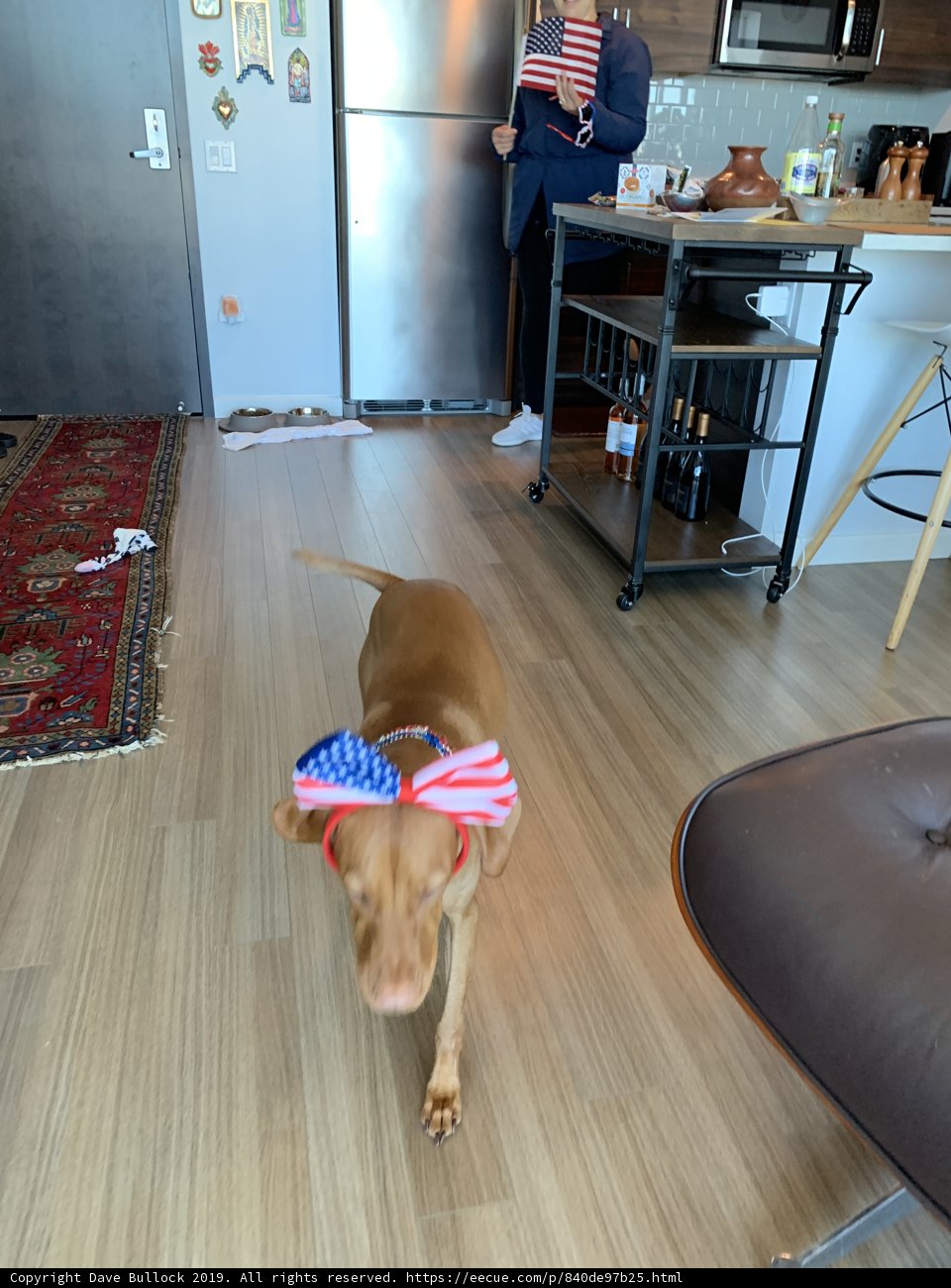 Patriot Pup in a Kitchen