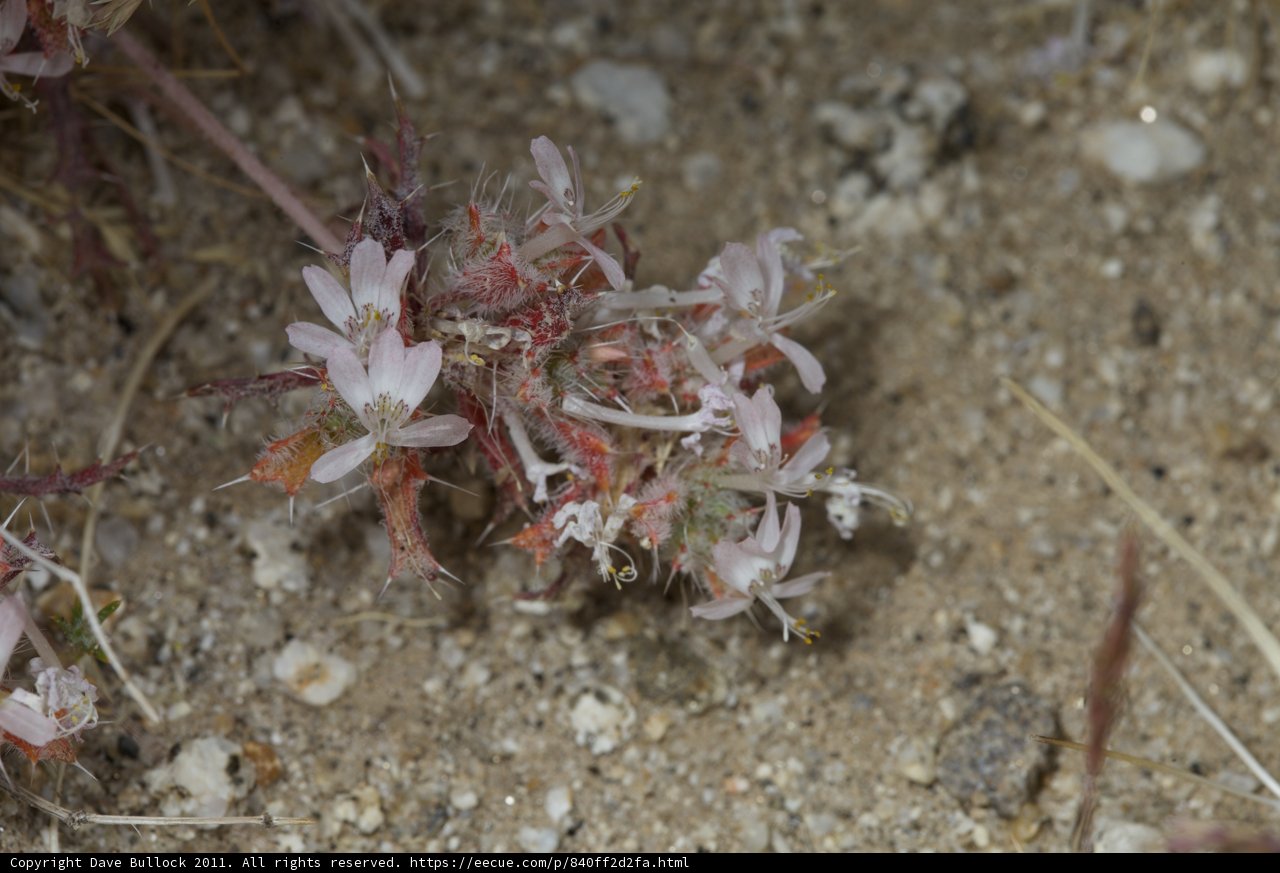 Pink Flower Plant in Gravel