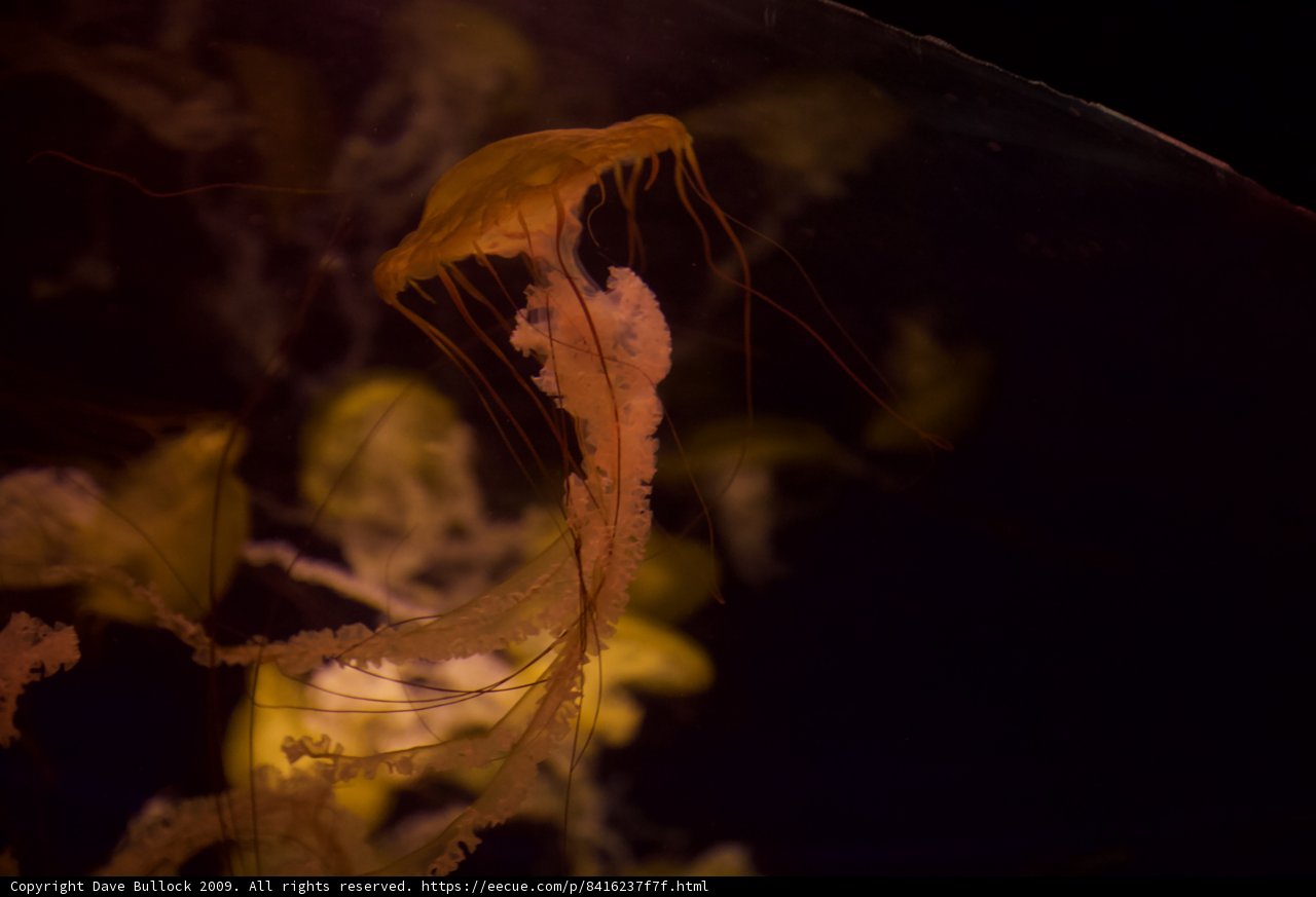 Illuminated Jellyfish