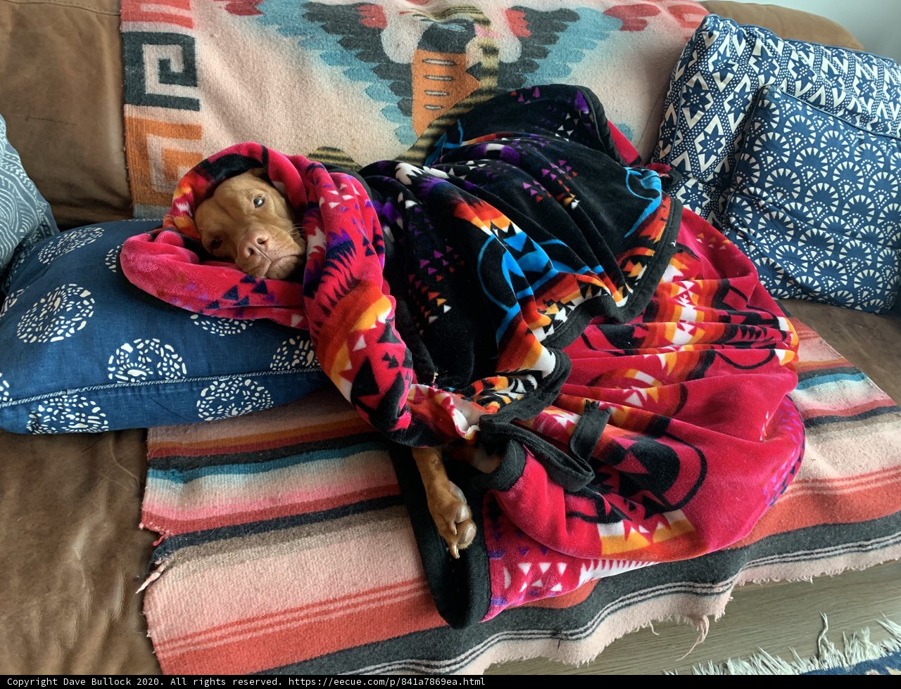 Cozy Canine on a San Francisco Sofa