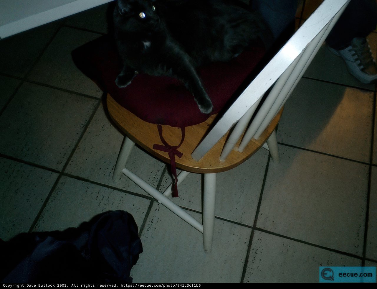 Black Cat on Wooden Chair