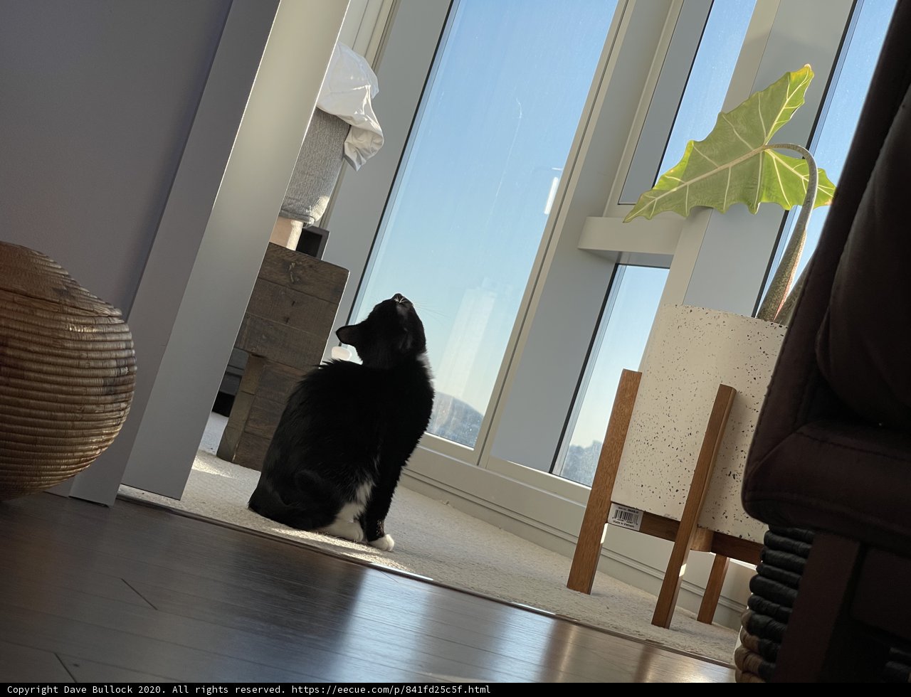 The Curious Cat and the Window View