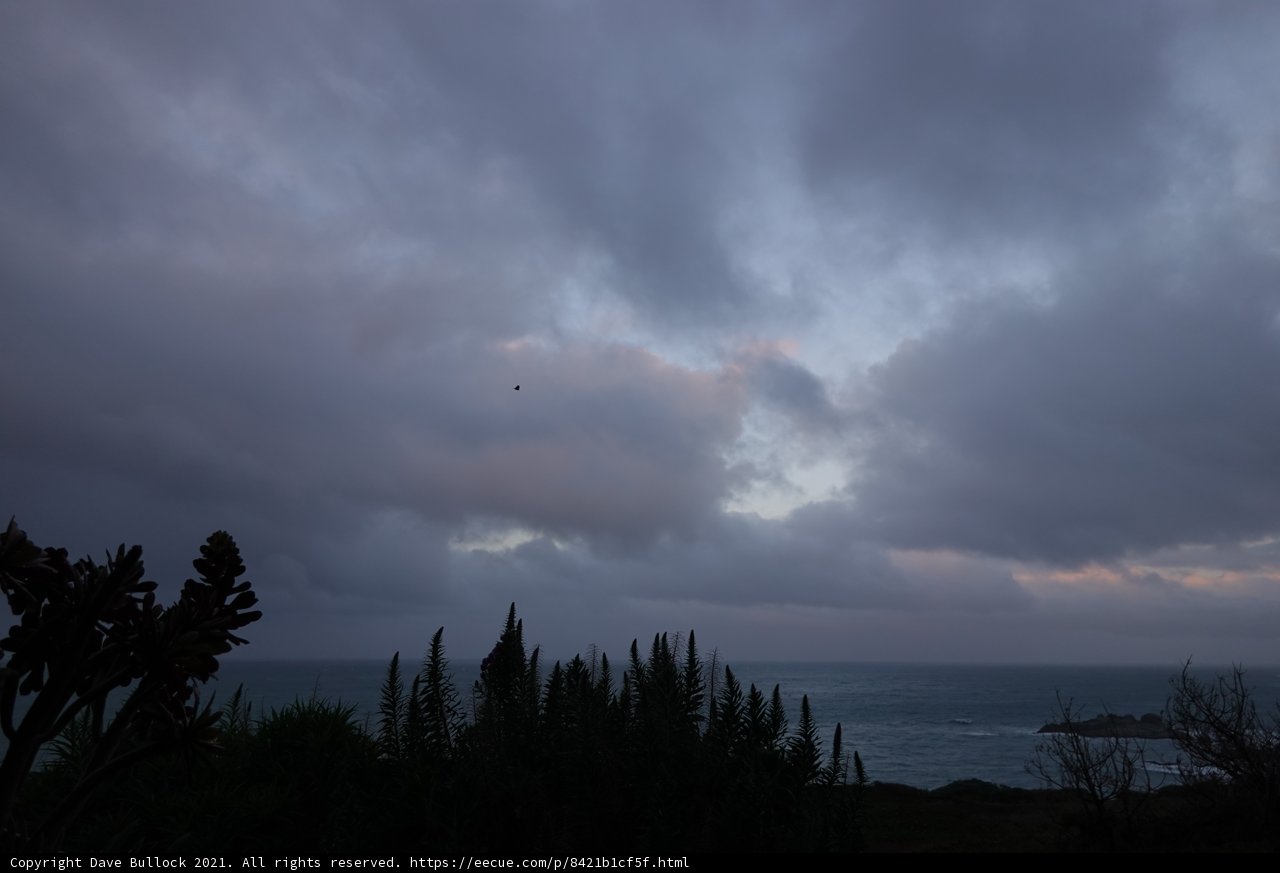 Bird at Dusk