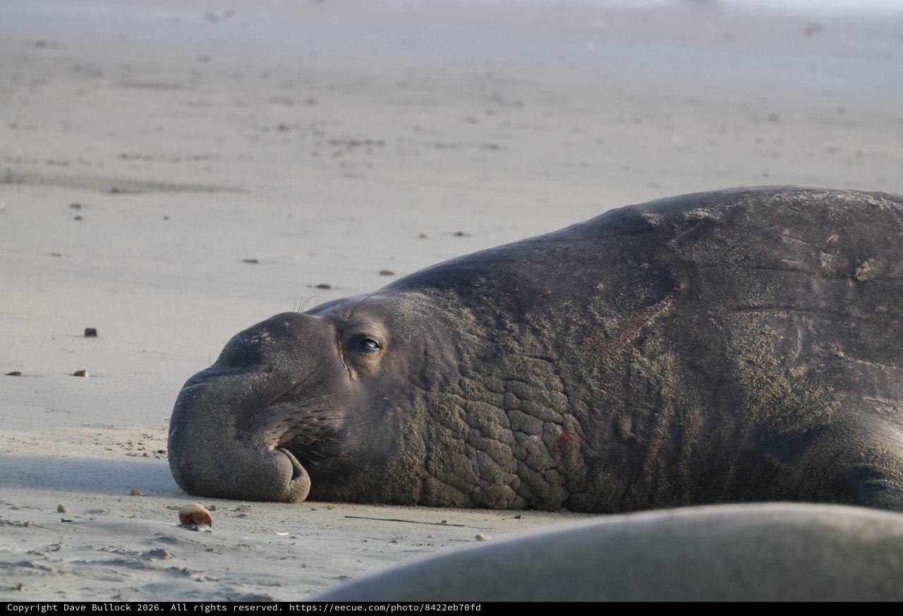 Elephant Seal Resting on Sandy Beach at Dusk