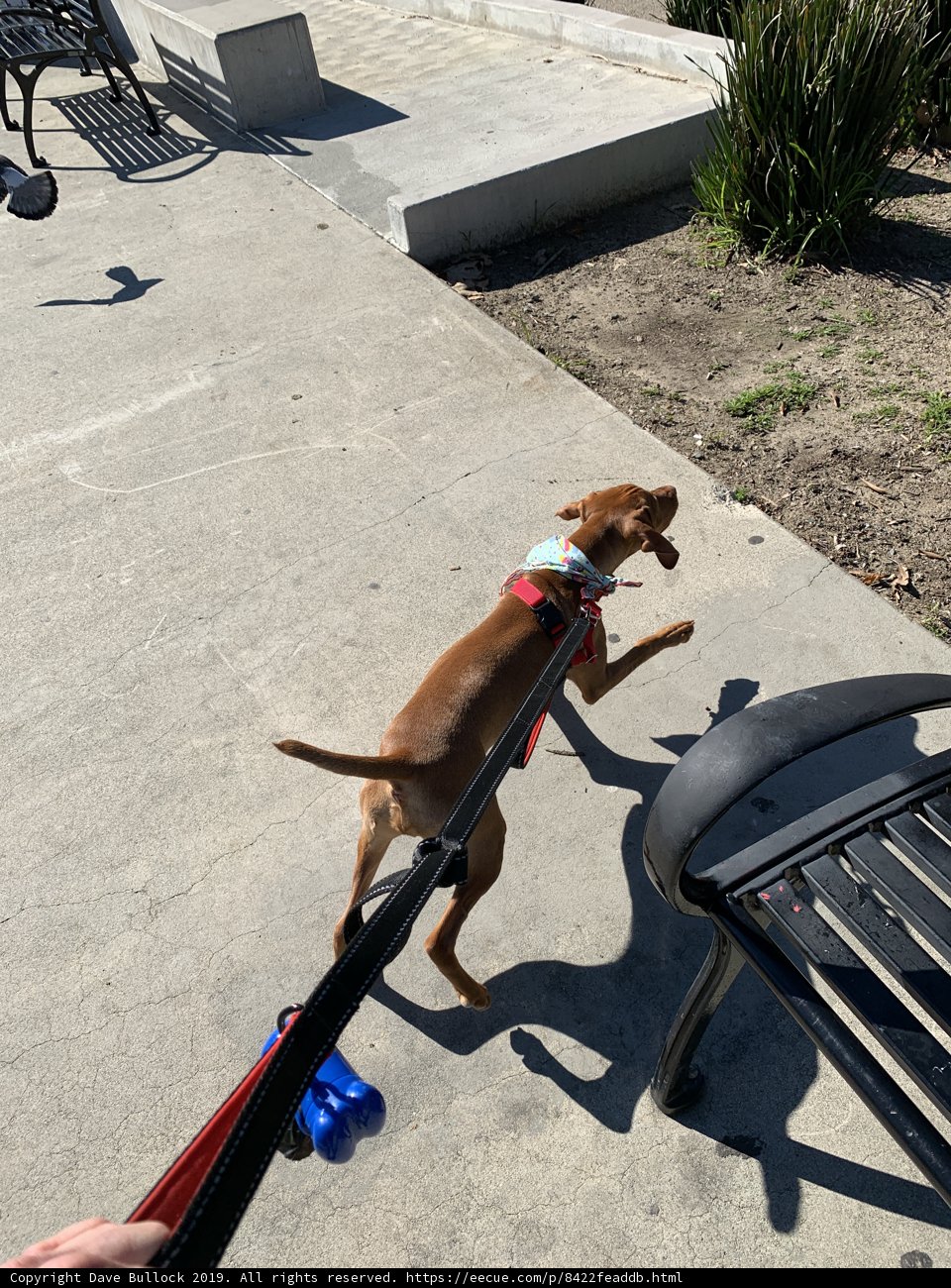 Walkies with my furry friend